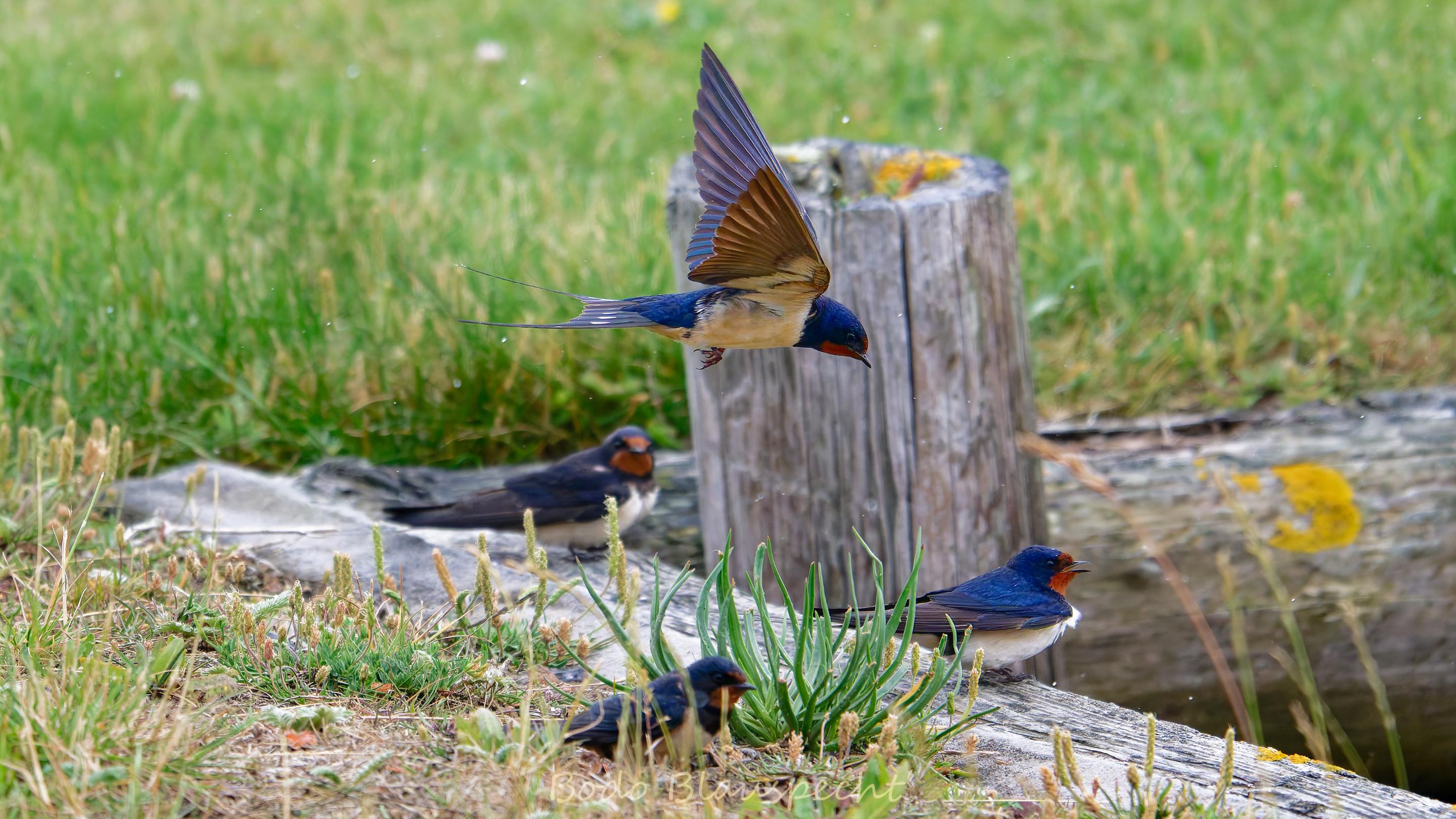 06.23 14.49 09   Natur   Maasholm HQ